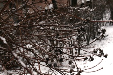 
Trees stand with icy branches after a winter rain
