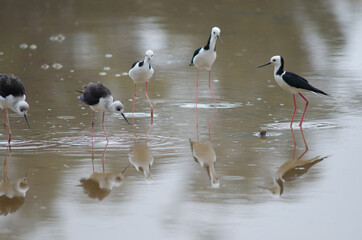 Pied stilts Himantopus leucocephalus. Two juveniles and three adults. Hoopers Inlet. Otago Peninsula. Otago. South Island. New Zealand.