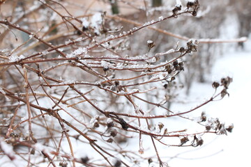 
Trees stand with icy branches after a winter rain
