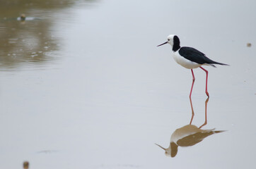 Pied stilt Himantopus leucocephalus. Hoopers Inlet. Otago Peninsula. Otago. South Island. New Zealand.