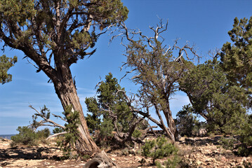 Fototapeta na wymiar Some of the 19 tree species in the Grand Canyon include the ponderosa pine, Utah juniper, alligator juniper, Colorado pinyon.