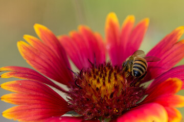 Honeybee, collects pollen from a bright red daisy yellow flower