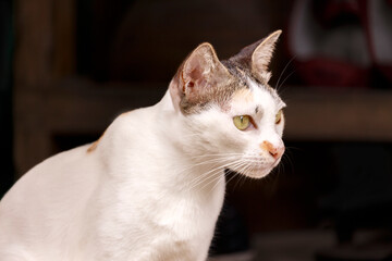 White Thai breed cat sitting in dark background