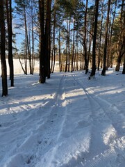 Las sosnowy  zasypany śniegiem w okolicach Włodawy Polska śnieg zasypał drogę polną słoneczny dzięń błękit nieba