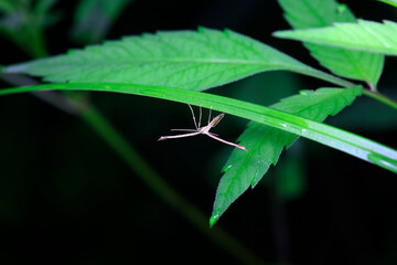 Sweet potato moth inhabits wild plants in North China