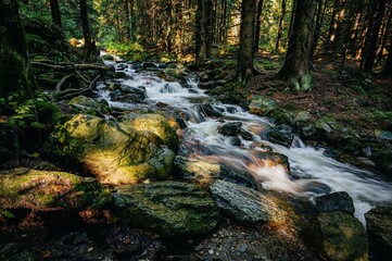 Obraz premium waterfall in the forest