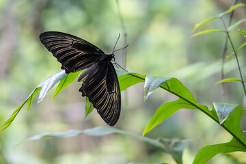 Close up of a butterfly in Malaysia