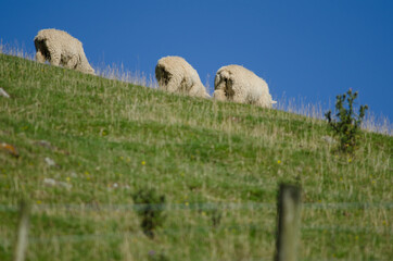 Fototapeta premium Sheep Ovis aries grazing. Otago Peninsula. South Island. New Zealand.