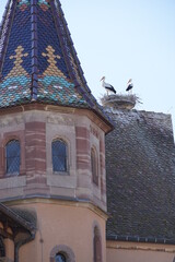eguisheim cigognes sur toit château