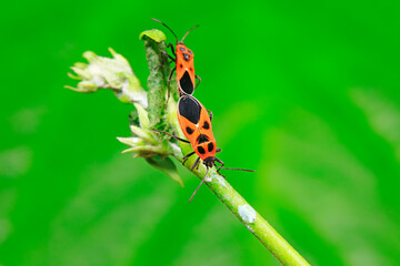 shieldbug inhabit wild plants in North China