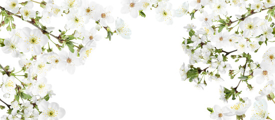 Obraz na płótnie Canvas Amazing spring blossom. Tree branches with beautiful flowers on white background, banner design