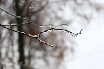 Fototapeta na wymiar Raindrops froze on thin tree branches and turned into an ice crust