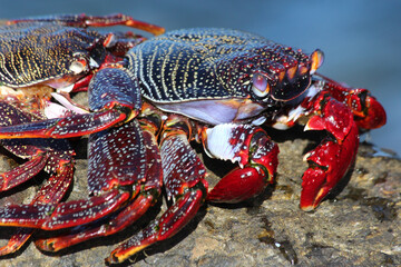 rote_Klippenkrabbe