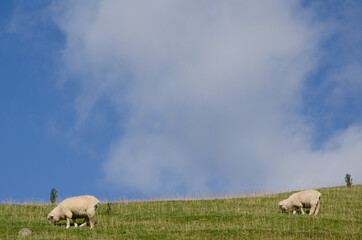 Obraz premium Sheep Ovis aries grazing in a meadow. Otago Peninsula. Otago. South Island. New Zealand.