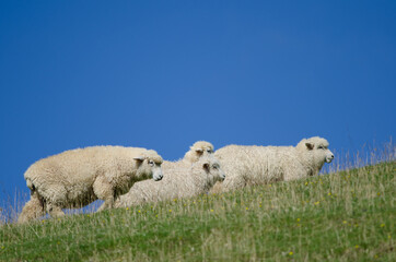 Sheep Ovis aries in a meadow. Otago Peninsula. Otago. South Island. New Zealand.