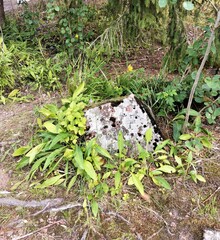 Stone and plants in the wood