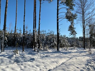 Las sosnowy  zasypany śniegiem w okolicach Włodawy Polska śnieg zasypał drogę polną słoneczny dzięń błękit nieba © Józef