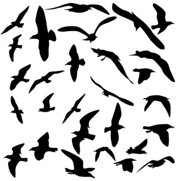 Silhouette of birds in various flying motion