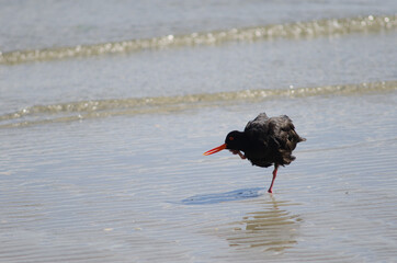 Variable oystercatcher Haematopus unicolor scratching. Otago Peninsula. Otago. South Island. New Zealand.