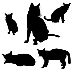 Silhouette of cat in variety positions