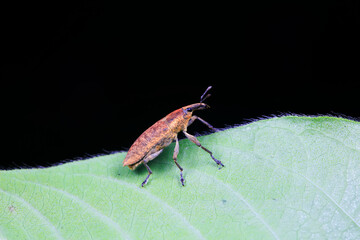 Weevils inhabit wild plants in North China