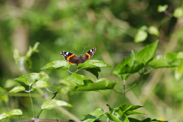 amazing nature background