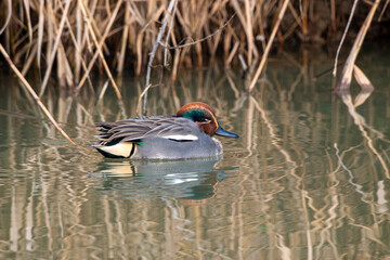 teal duck of ponds surface Italy