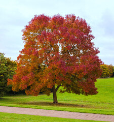Big tree with red Autumn leaves in Campbell Park in October on overcast day