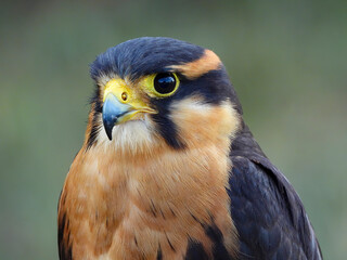 close up of a falcon