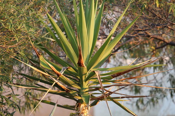 Fototapeta premium close up of a tree