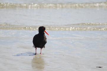 Variable oystercatcher Haematopus unicolor. Otago Peninsula. Otago. South Island. New Zealand.