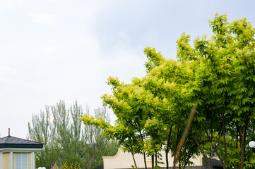 Spring landscape - bright green trees with young foliage on a bright warm sunny day in early spring.