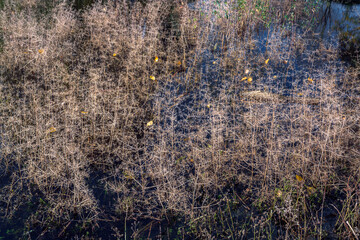 Dead and dry branches of small plants in swamp area in autumn - abstract Nature background