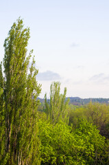 Spring landscape - bright green trees with young foliage on a bright warm sunny day in early spring.