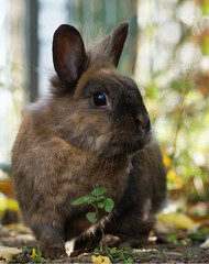 portrait of brown lionhead dwarf rabbit in garden