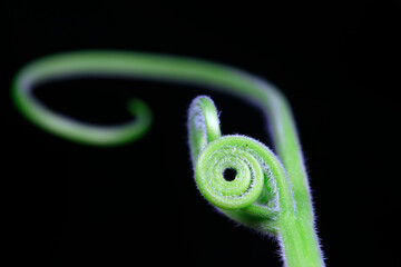 Close up of melon seedlings and vines