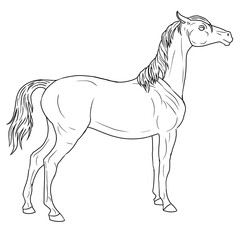 muscular house horse linear drawing. animal in motion picture. design of a booklet, flyer, invitation to an exhibition of animals, riding horses. template, clipart, doodle for antistress coloring book