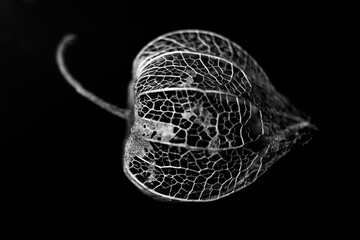 Fis&aacute;lis a preto e branco