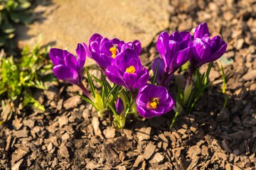 Amazing natural landscape and beautiful spring background with a group of blooming purple crocus...