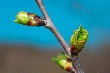 beauty cherry buds and blue sky background