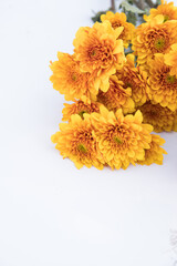 closeup of flowers with orange and yellow colors with white and light blue background