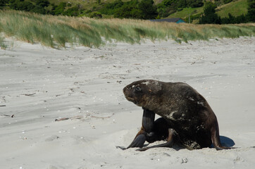 Naklejka premium New Zealand sea lion Phocarctos hookeri scratching. Te Rauone. Otago Peninsula. Otago. South Island. New Zealand.