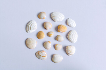 Group of seashells on white table in nice composition shot with natural sidelights 1