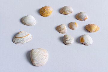 Group of seashells on white table in nice composition shot with natural sidelights 2