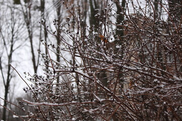 
Trees stand with icy branches after a winter rain