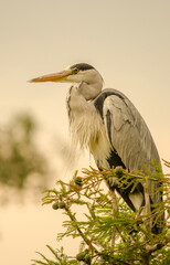 Gar&ccedil;a real num ramo