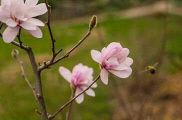 Obraz premium magnolia blossom spring garden. beautiful flowers, spring background pink flowers. magnoli. tender pink flowers. warm april weather