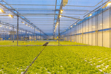 large industrial greenhouse with the lighting, the view from the outside. Autumn