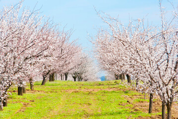Almond trees