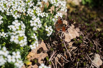 White flowers of arabis in spring garden. White blooming flowers. Spring flowers with butterfly on it. Natural spring background.